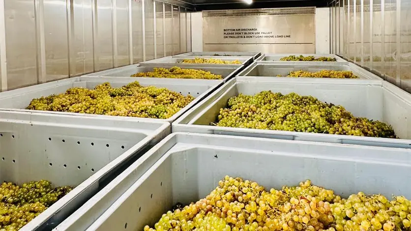 KÜHLLAGERUNG FÜR DEN WEINSEKTOR