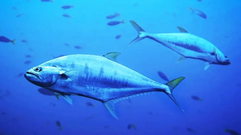 Die spektakuläre Rückkehr der Thunfische nach Dänemark