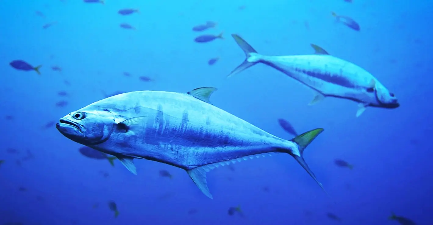 Die spektakuläre Rückkehr der Thunfische nach Dänemark