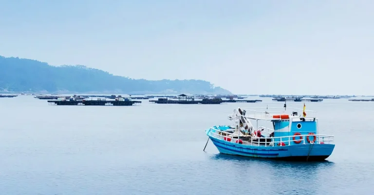 The spectacular return of tuna to Denmark